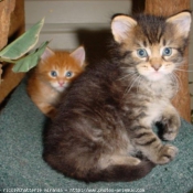 Photo de Maine coon