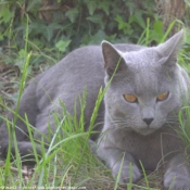 Photo de Chartreux