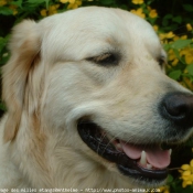 Photo de Golden retriever