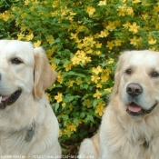 Photo de Golden retriever