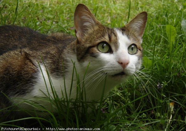 Photo de Chat domestique