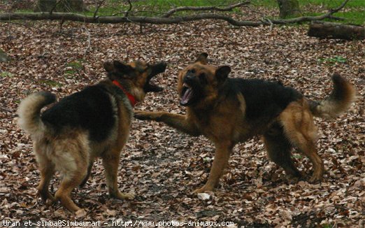 Photo de Berger allemand  poil court