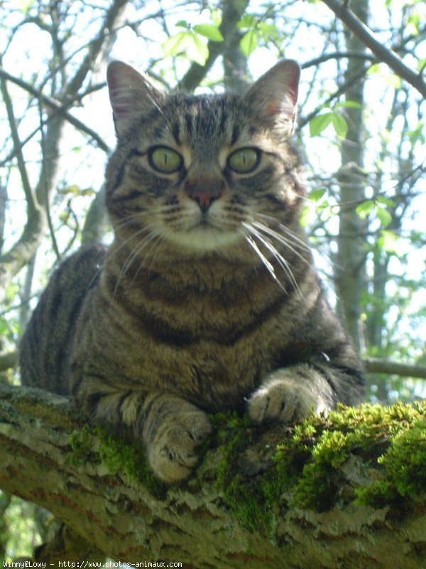 Photo de Chat domestique