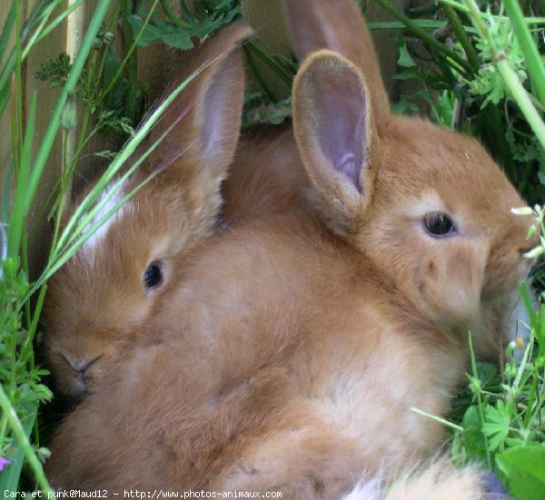 Photo de Lapin