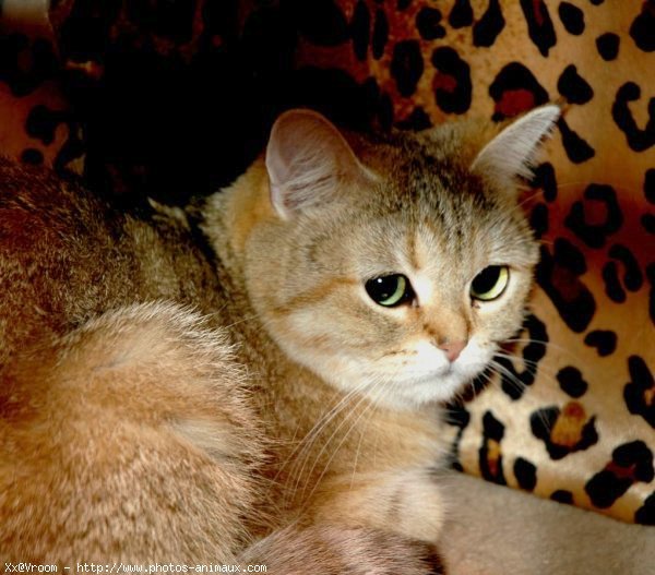 Photo de British shorthair