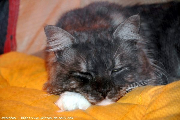 Photo de Maine coon