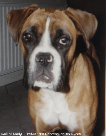 Photo de Boxer