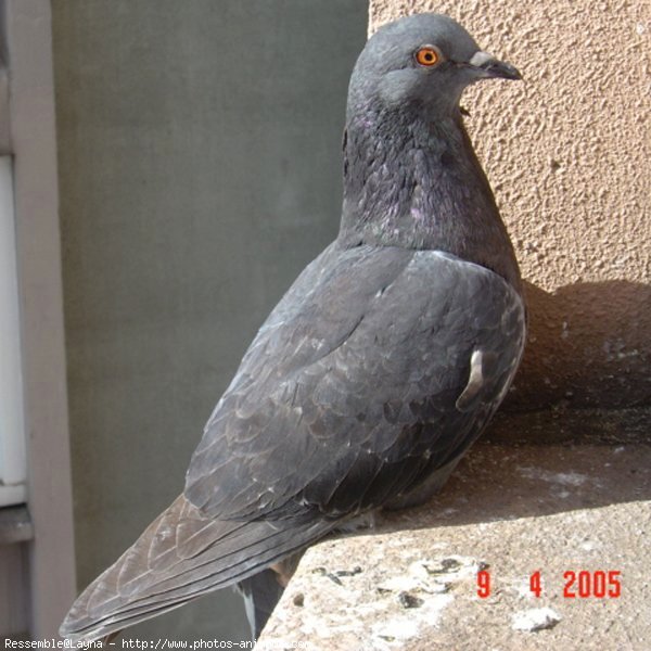 Photo de Pigeon