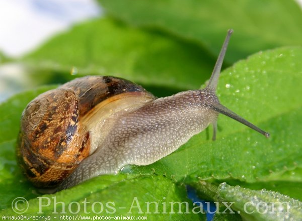 Photo d'Escargot