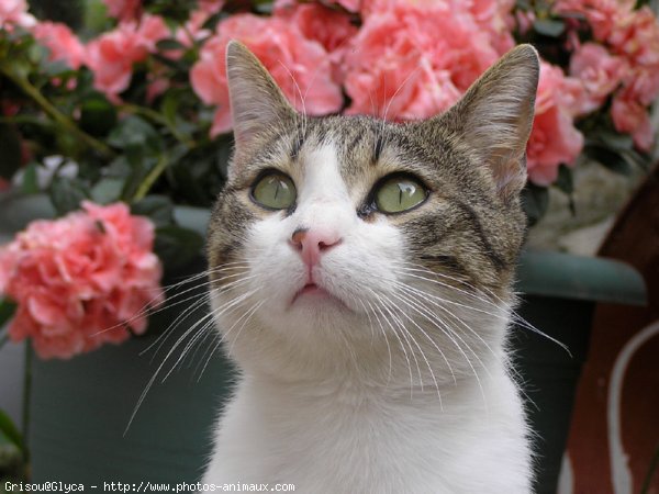 Photo de Chat domestique