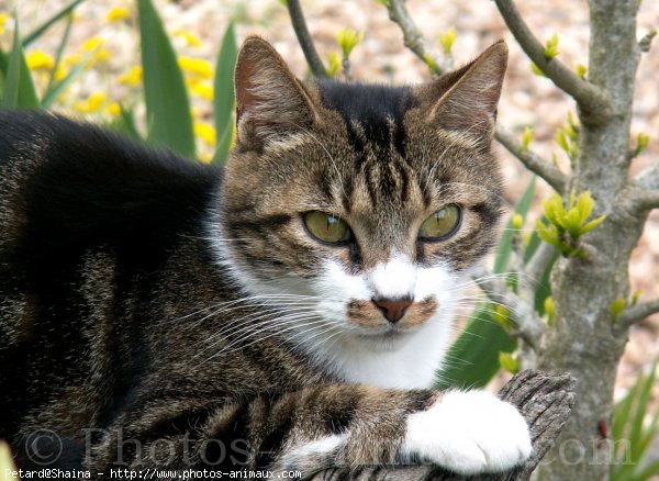 Photo de Chat domestique