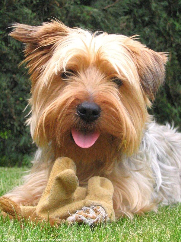 Photo de Yorkshire terrier