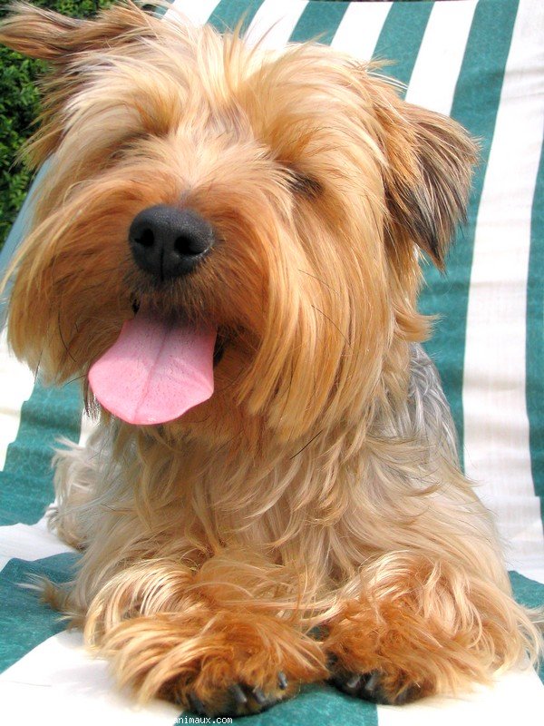 Photo de Yorkshire terrier