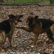 Photo de Berger allemand  poil court