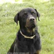 Photo de Rottweiler