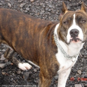 Photo d'American staffordshire terrier