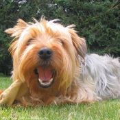 Photo de Yorkshire terrier