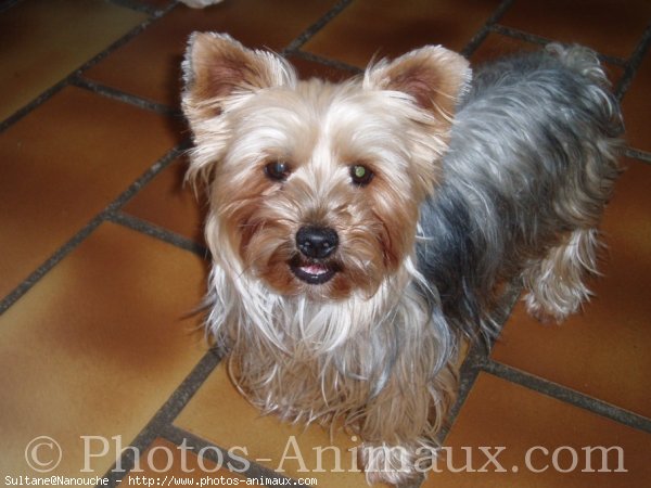 Photo de Yorkshire terrier