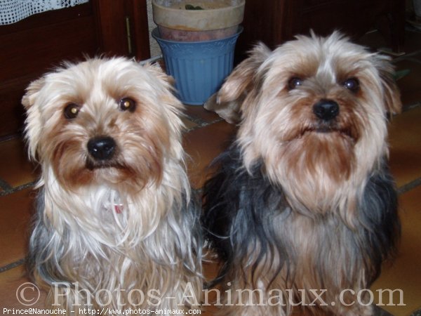 Photo de Yorkshire terrier