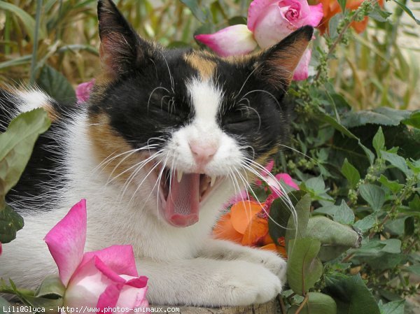 Photo de Chat domestique