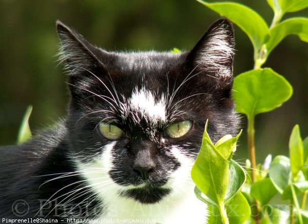 Photo de Chat domestique