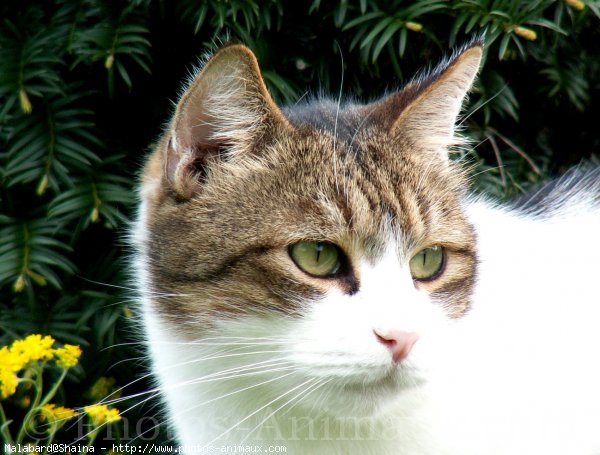 Photo de Chat domestique