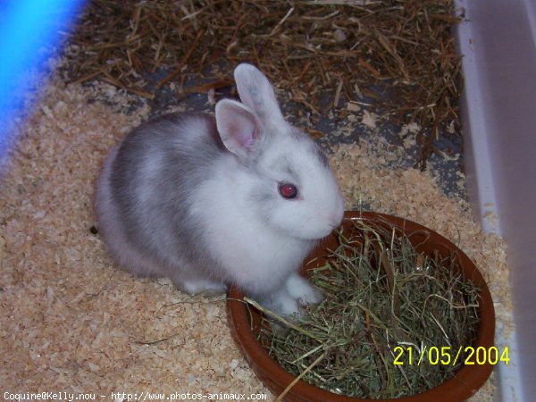 Photo de Lapin