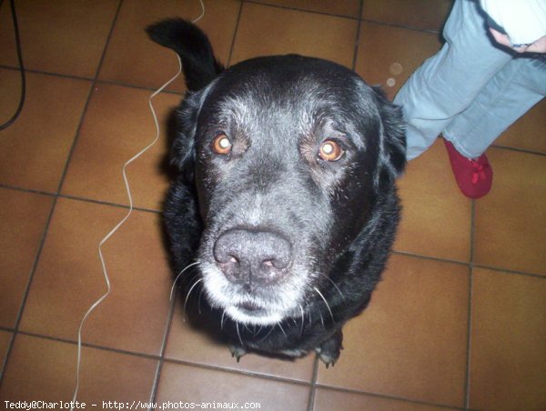 Photo de Labrador retriever