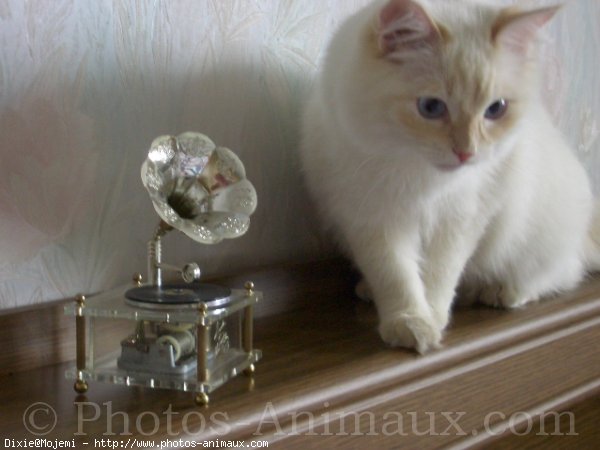 Photo de Ragdoll