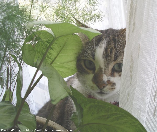 Photo de Chat domestique