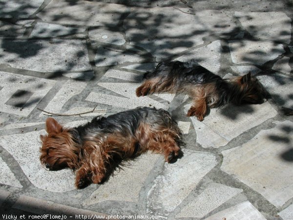 Photo de Yorkshire terrier