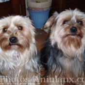 Photo de Yorkshire terrier