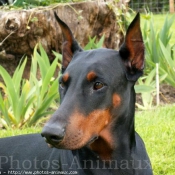 Photo de Dobermann