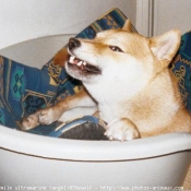 Photo de Shiba