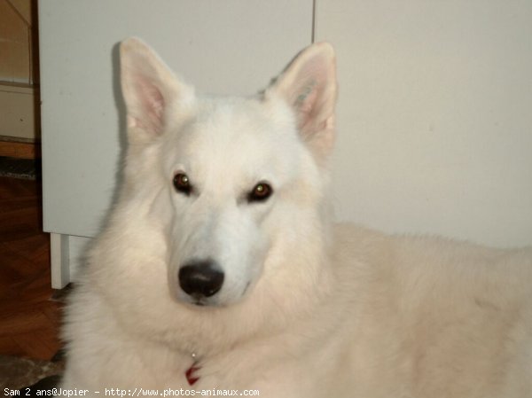 Photo de Berger blanc suisse