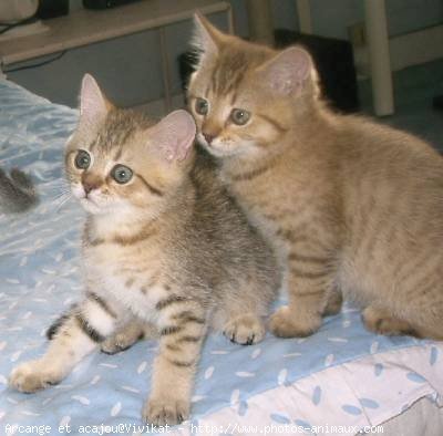 Photo de British shorthair