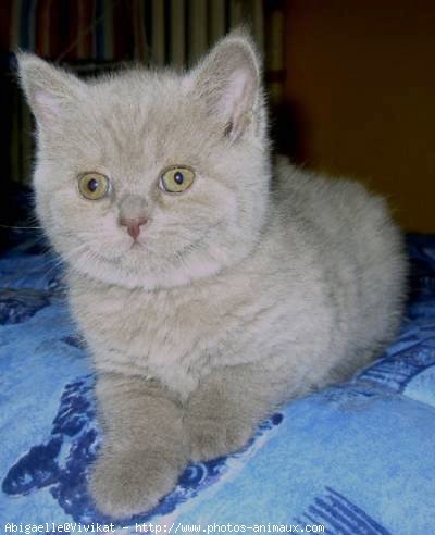 Photo de British shorthair