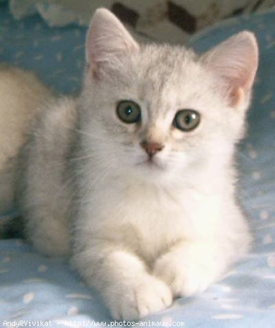 Photo de British shorthair