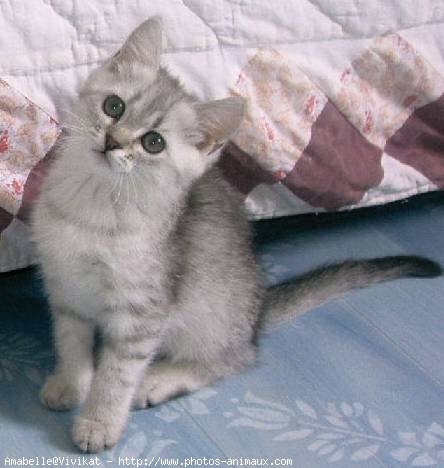 Photo de British shorthair