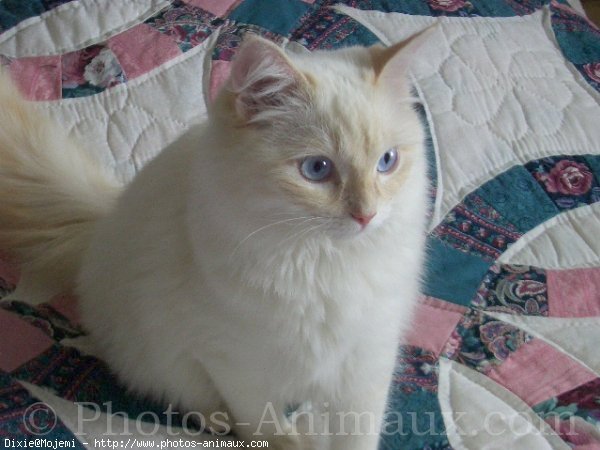 Photo de Ragdoll