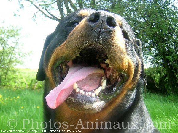 Photo de Rottweiler