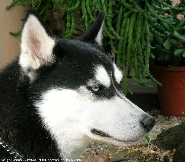 Photo de Husky siberien