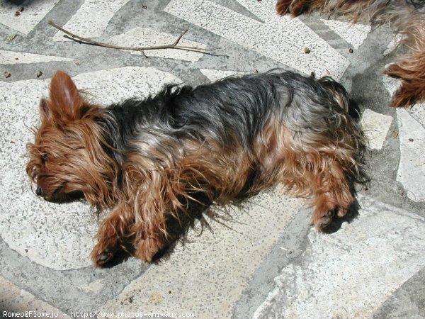 Photo de Yorkshire terrier