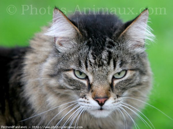 Photo de Chat domestique