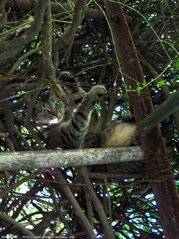 Photo de Chat domestique