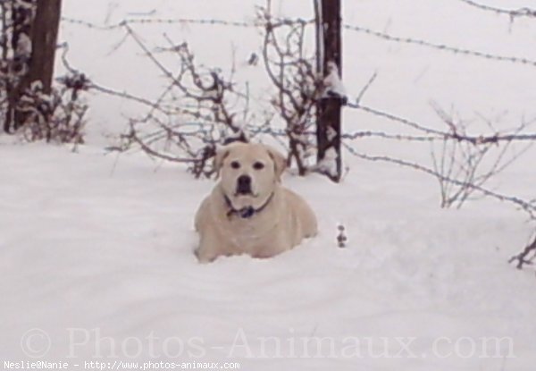 Photo de Labrador retriever