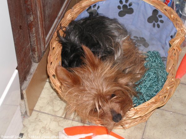 Photo de Yorkshire terrier