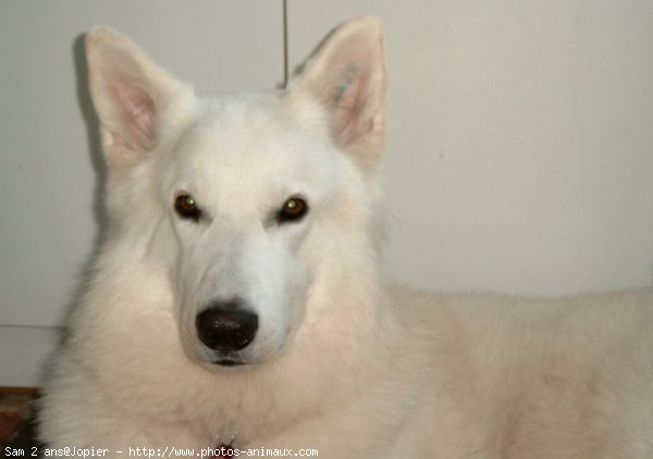 Photo de Berger blanc suisse