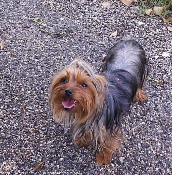 Photo de Yorkshire terrier