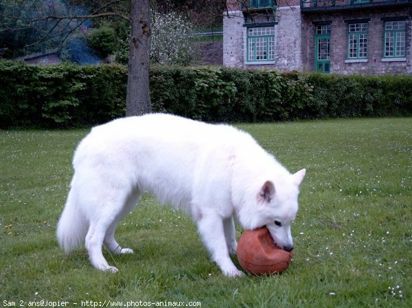 Photo de Berger blanc suisse